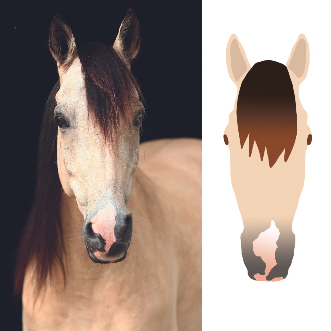 Digitales Pferdeportrait nach Fotovorlage in Farbe - Handvollhufeisen Shop